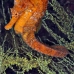 seahorse_pacific_cou_v_0036_ecu0374.jpg